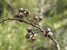 Eucalyptus camaldulensis fruit