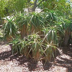 FranceschiPark Aloe2 SBCA 20150916