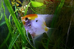 Freshwater angelfish