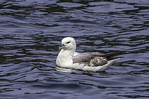 Fulmar (Fulmarus glacialis) on water