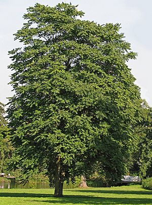 Götterbaum (Ailanthus altissima).jpg