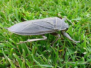 Giantwaterbug