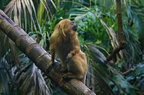 Golden-lion-tamarin