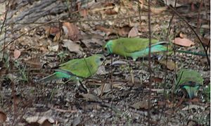 Golden shouldered parrot