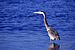 Great Grey Heron.jpg