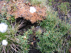 Junco nest