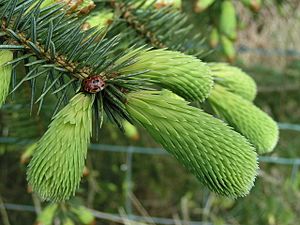 Ladybird on spruce - geograph.org.uk - 169977