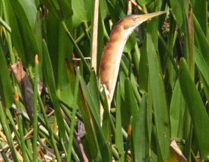 Leastbittern