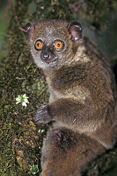 Lepilemur microdon 001a