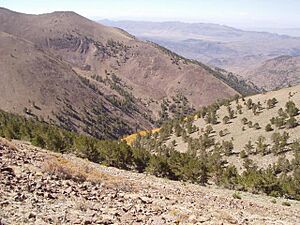 Limber pine woodland