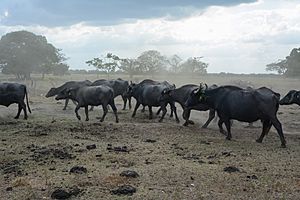 Los Llanos, Venezuela (12832335223)