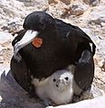 Male Frigatebird with chick Fregata aquila