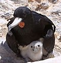 Male Frigatebird with chick Fregata aquila.jpg