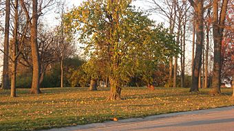 Mathew Mound from Oak Road.jpg