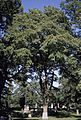 Mature Ulmus rubra in graveyard