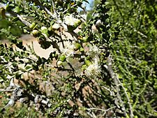 Melaleuca cardiophylla (leaves and flowers)