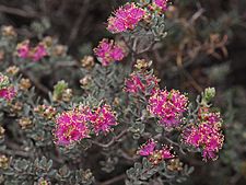 Melaleuca leptospermoides (leaves, flowers)