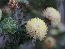 Melaleuca megacephala (leaves, flowers)