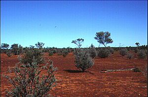 Mulga heath