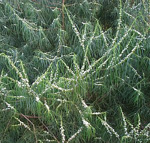 Myoporum floribundum.jpg