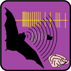 Neuroethology of bat echolocation