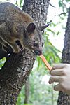 Northern brushtail possum hand fed