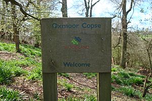 Oxmoorcopse