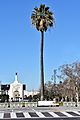 Palm tree expo park coliseum peristyle