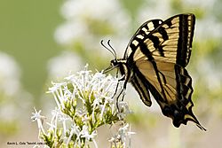 Papilio rutulus 1