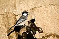 Parus major cinereus Gujarat