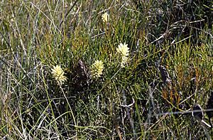 Petrophile shirleyae.jpg