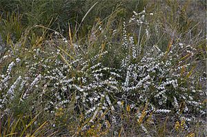 Philotheca virgata habit