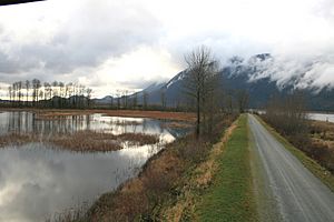 Pitt Lake bog and dike