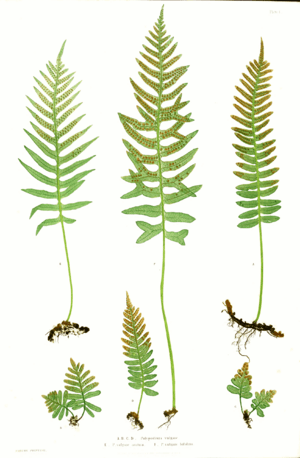 Polypodium vulgare Moore1