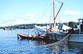 Purse seining for herring