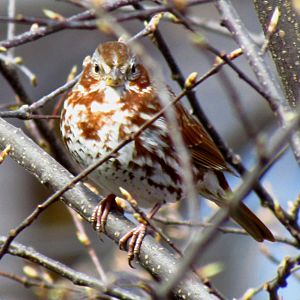 Red Fox Sparrow, Ottawa