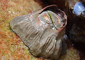 Rosy barnacle