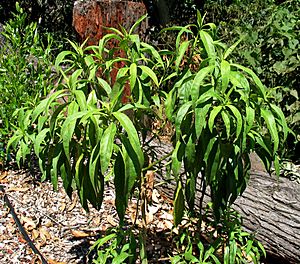 Silene lanceolata (4933174593).jpg