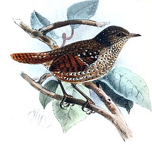 Spelaeornis formosus Keulemans.jpg