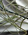 Tillandsia usneoides 'Munro's Filiformis' (2)