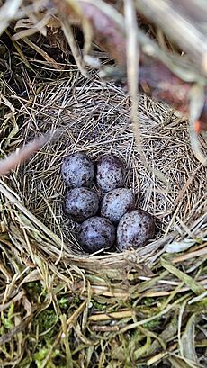 Tree Pipit nest and eggs