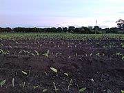 Turmeric farm