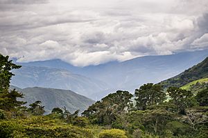 View from the coffee farm