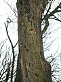 Woodpecker feeding holes