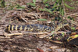 Yacare caiman (Caiman yacare) juvenile