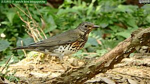 (Turdus cardis-Japanese Thrush).jpg