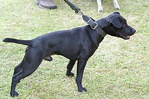 05078045 Patterdale Terrier.jpg