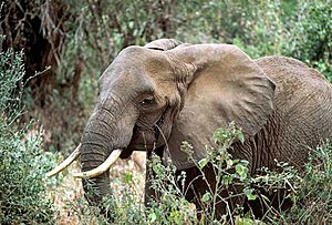 African elephant