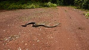 African rock python