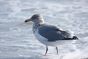 American Herring Gull